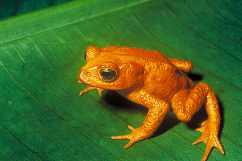 Near-threatened species